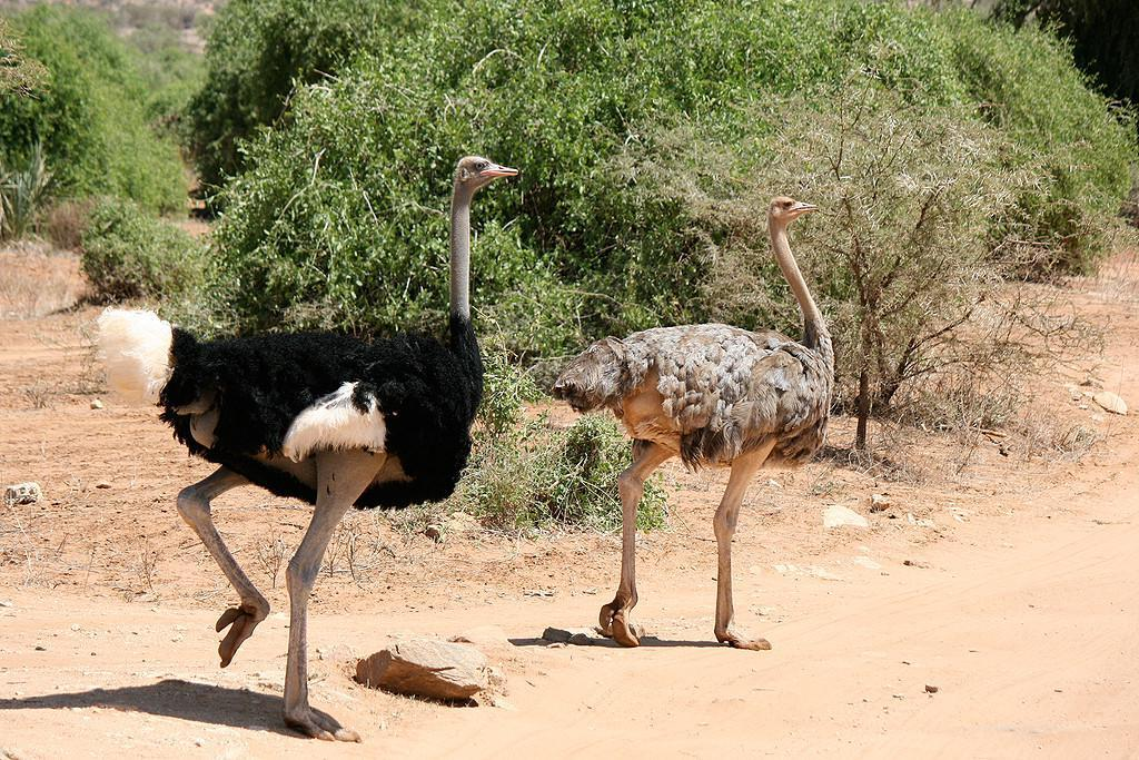 Somali birds