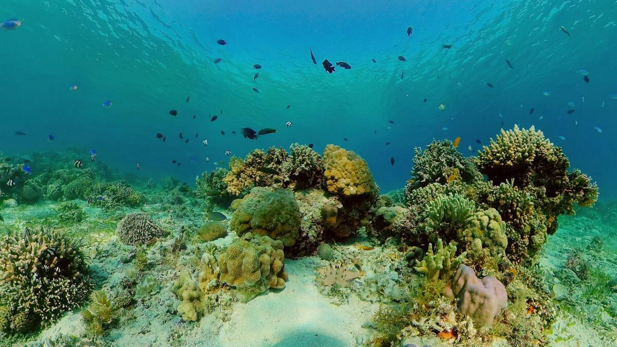 Marine & Coastal Ecosystem Protection