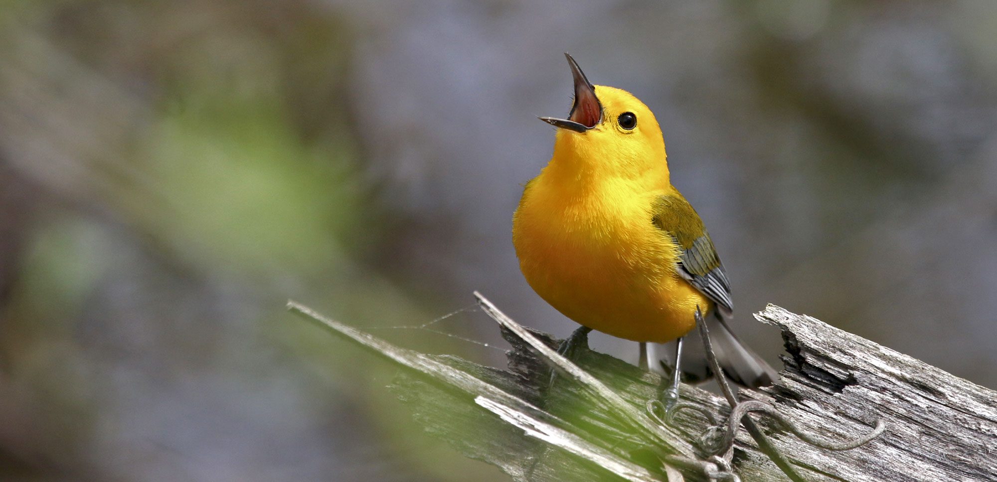 Community rangers in the field