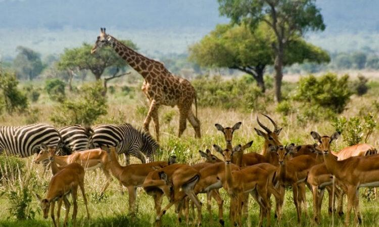 Wildlife & Habitat restoration