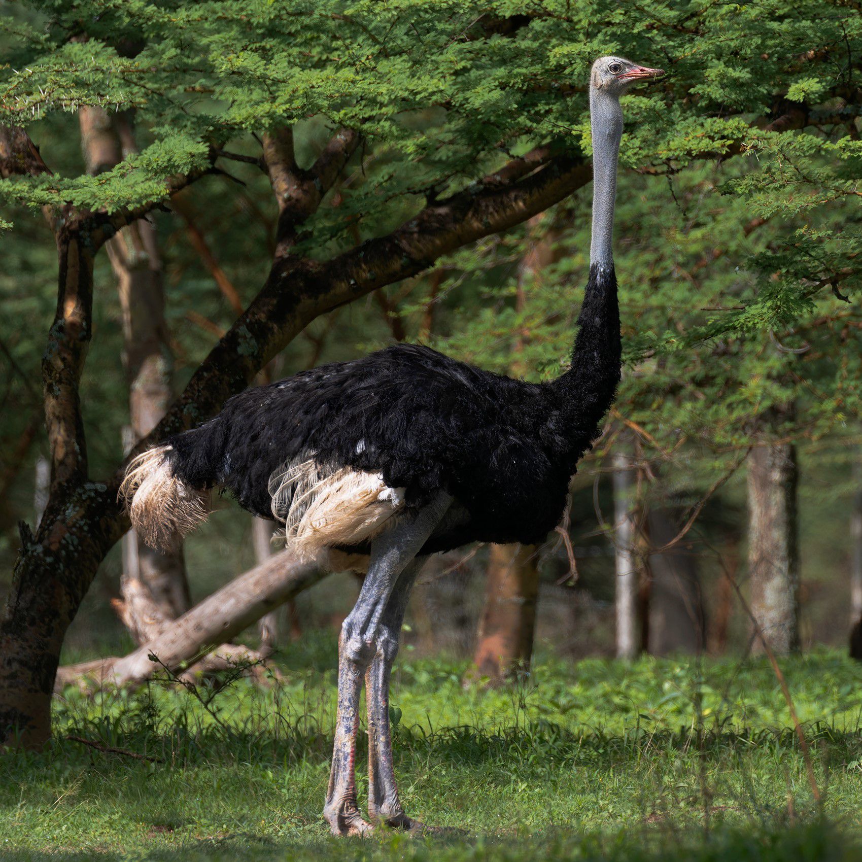 Wildlife Conservation Annual Report 2024