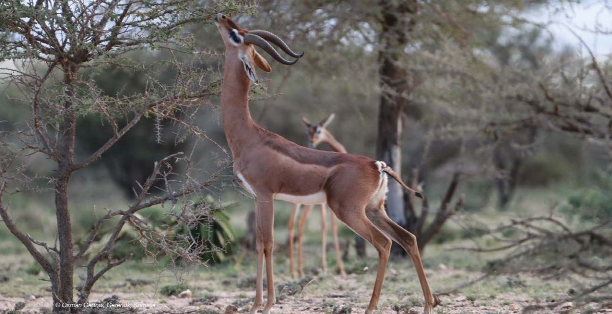 Gazelle in the Somali wilderness
