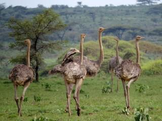 Bird Conservation & Flyway Monitoring